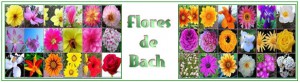 FLORES 1